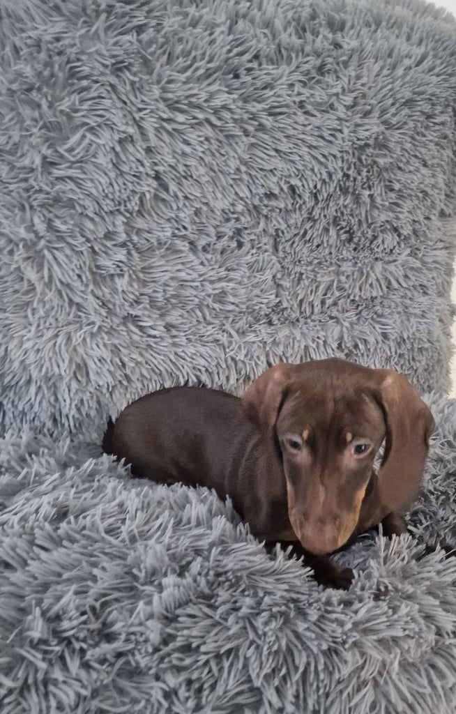 Miniture dachshund puppies 