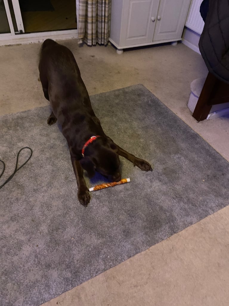 Two and half year old Chocolate Labrador 