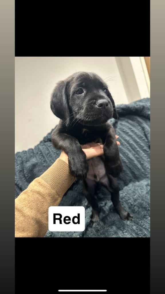 Cane corso puppies