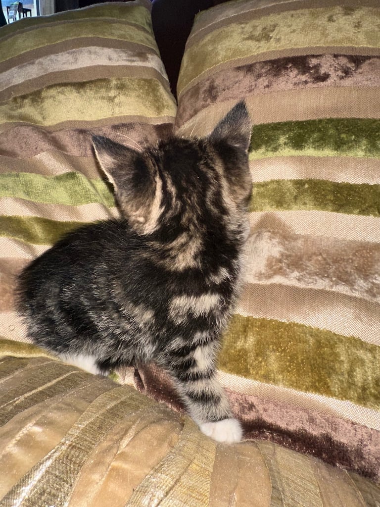 Stunning tabbies ready now 