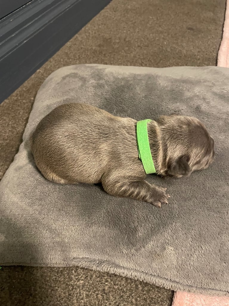French bulldog puppies