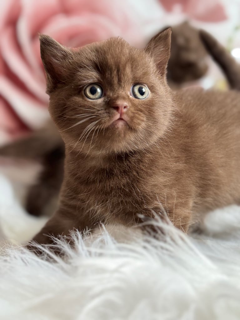 British shorthair kittens 