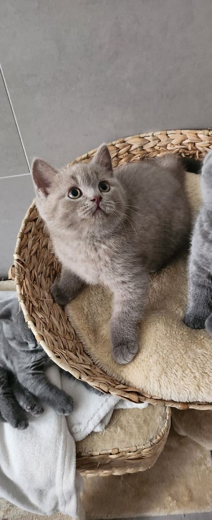 British shorthire kittens 