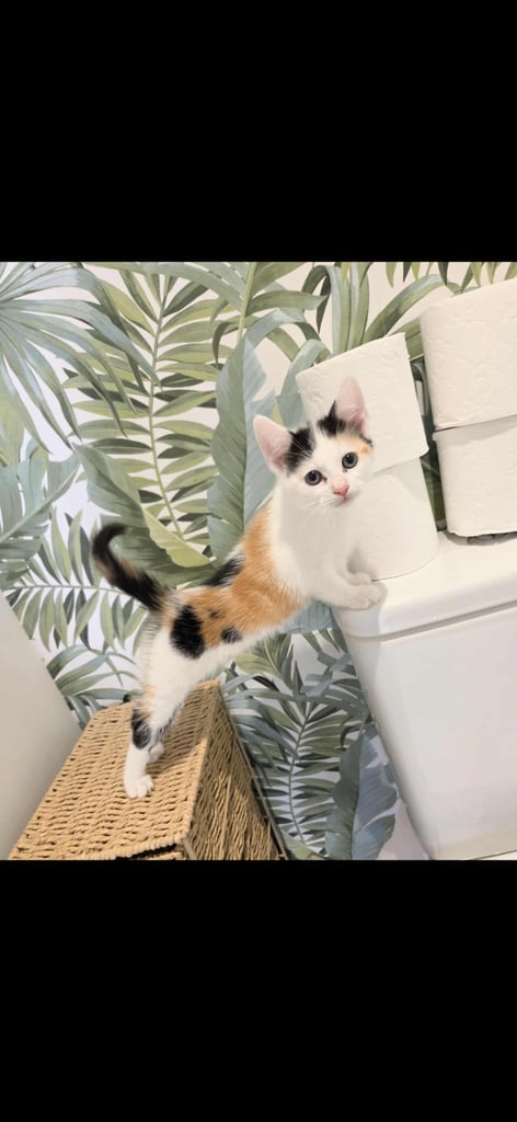 Ragdoll x calico kittens