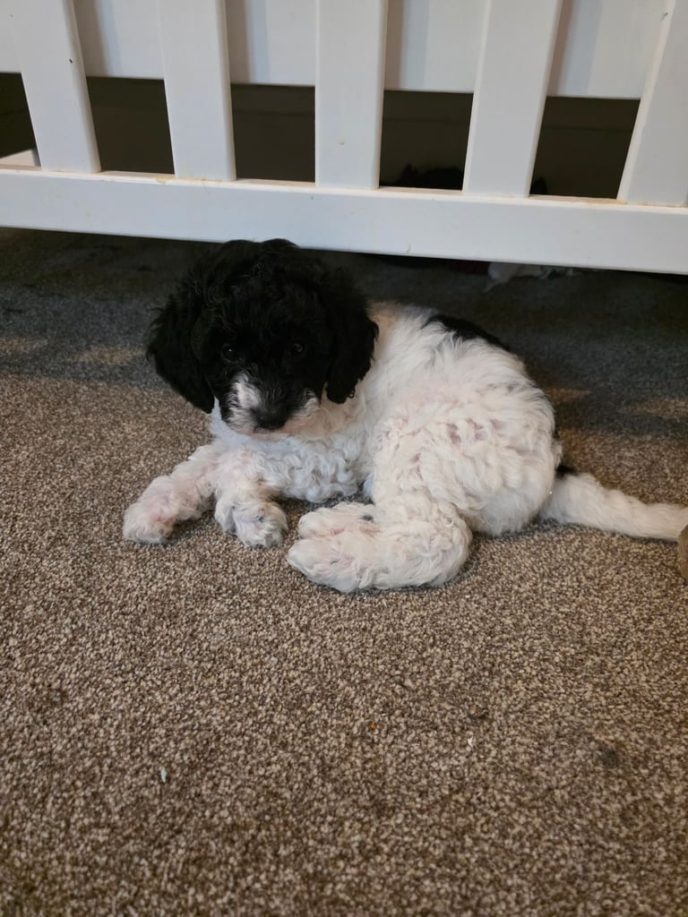 Last poodle x cockapoo