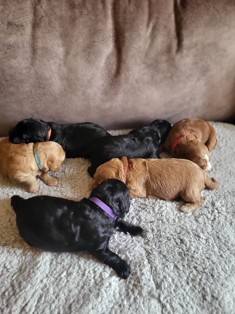 Sproodle puppies