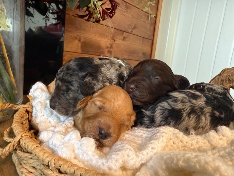 Stunning cockapoo puppies
