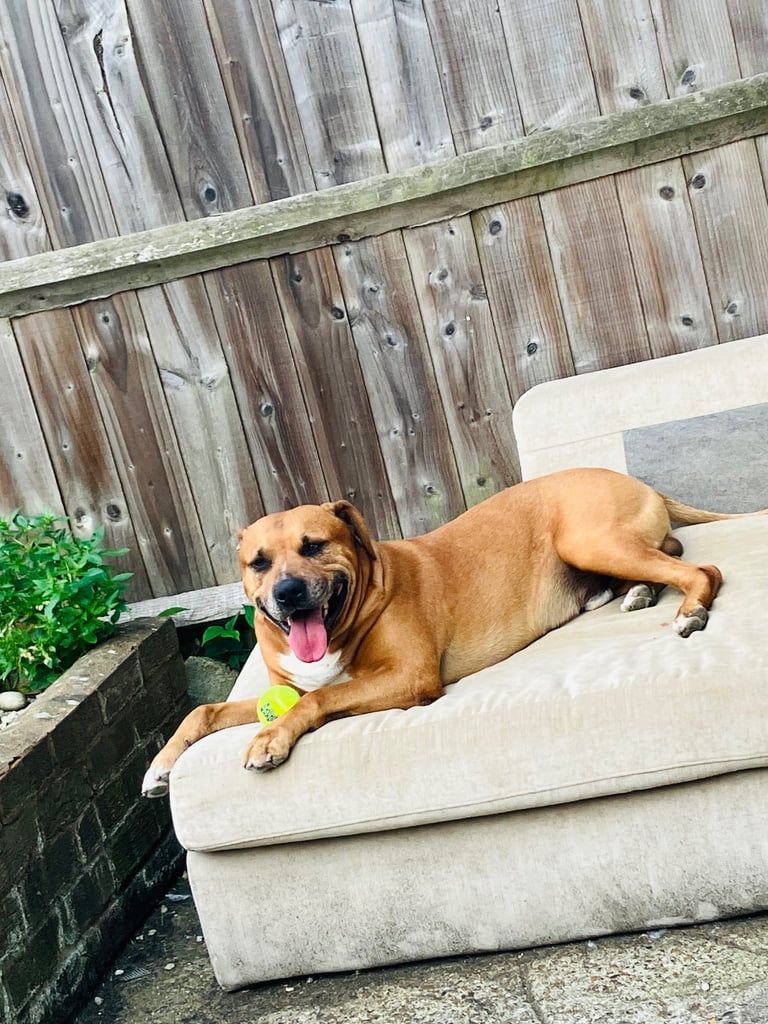 American Bully x Mastiff Male Dog 🐕 