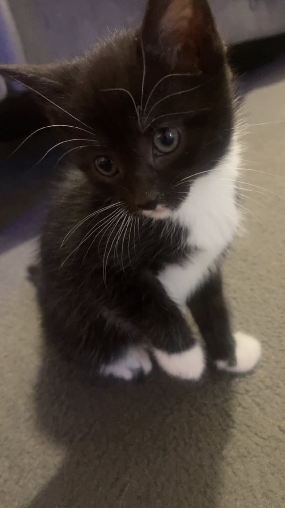 1 female kittem