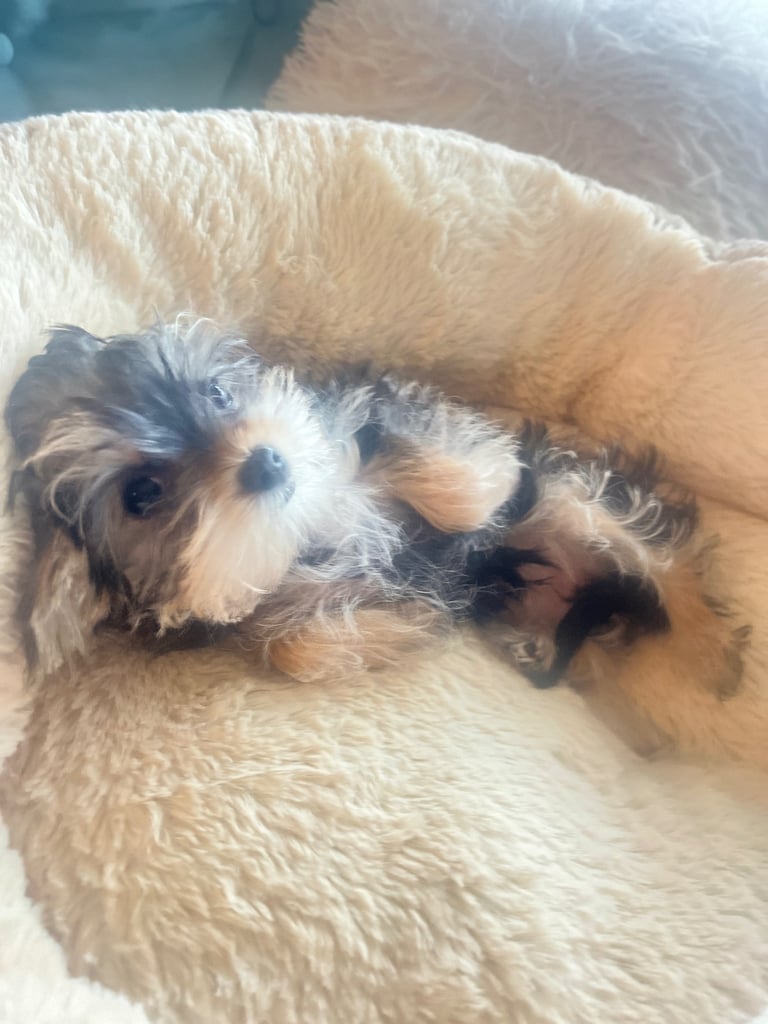 Yorkie female puppy 
