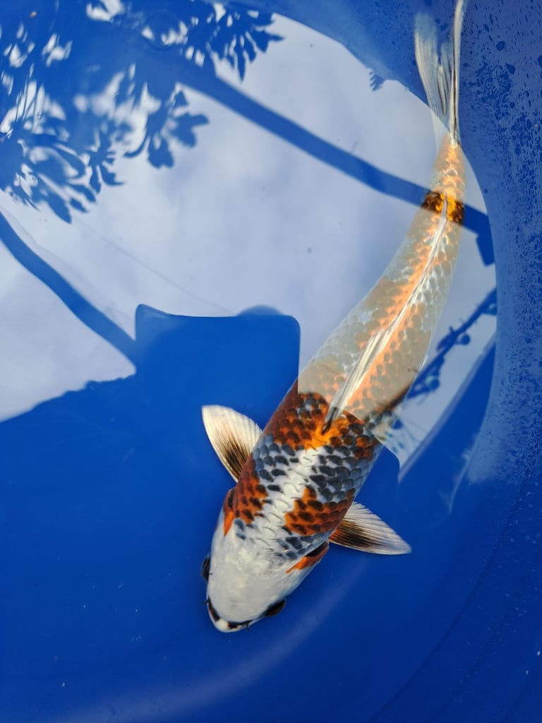 Kio carp