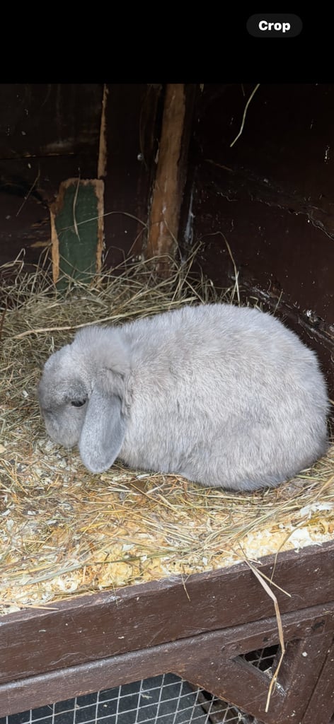 image for Rabbits 