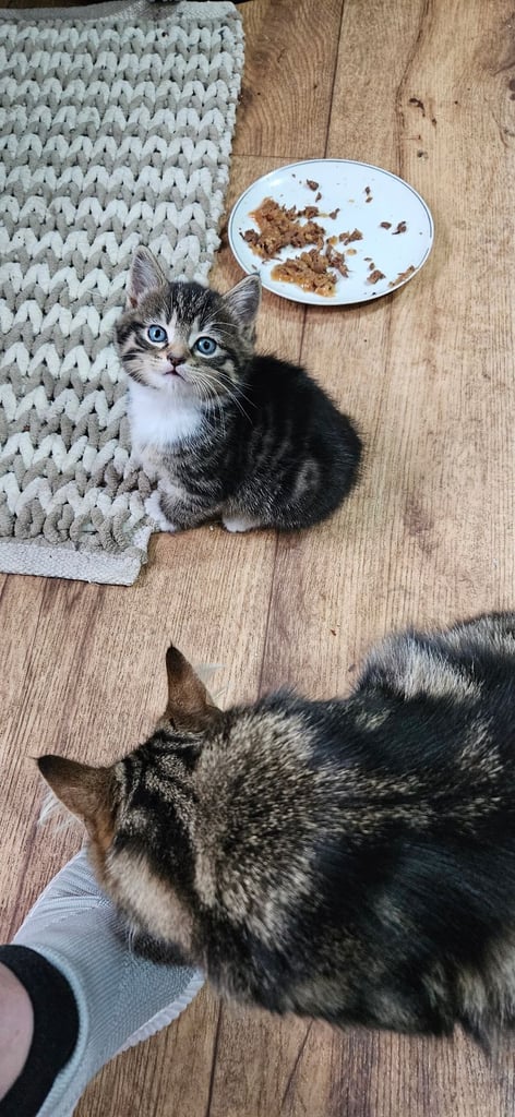  Siberians  long haired kittens 😸  2 GIRLS 1 BOY 