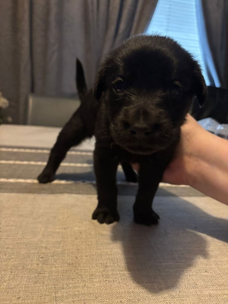 German Shepherd x Labrador puppies