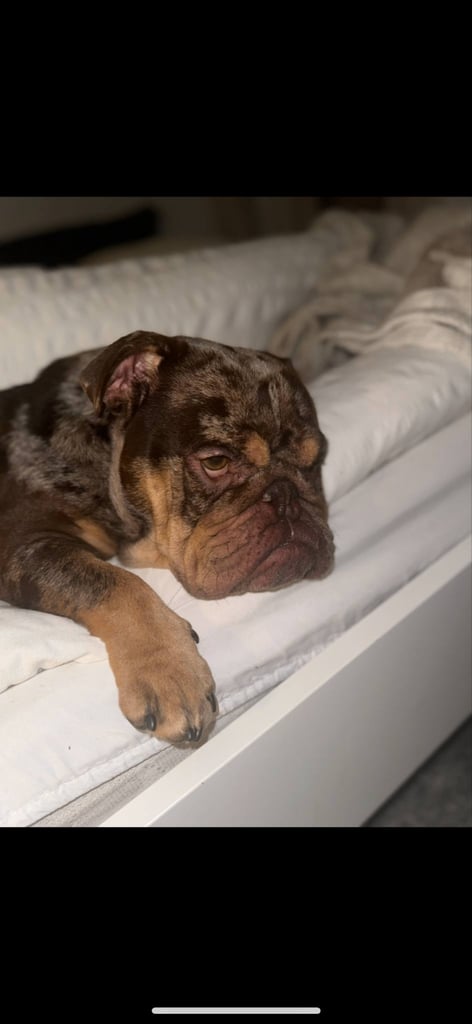 British bulldog for sale 