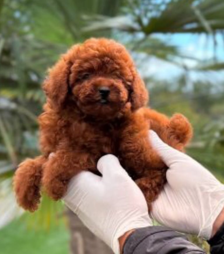 Toy Poodle 