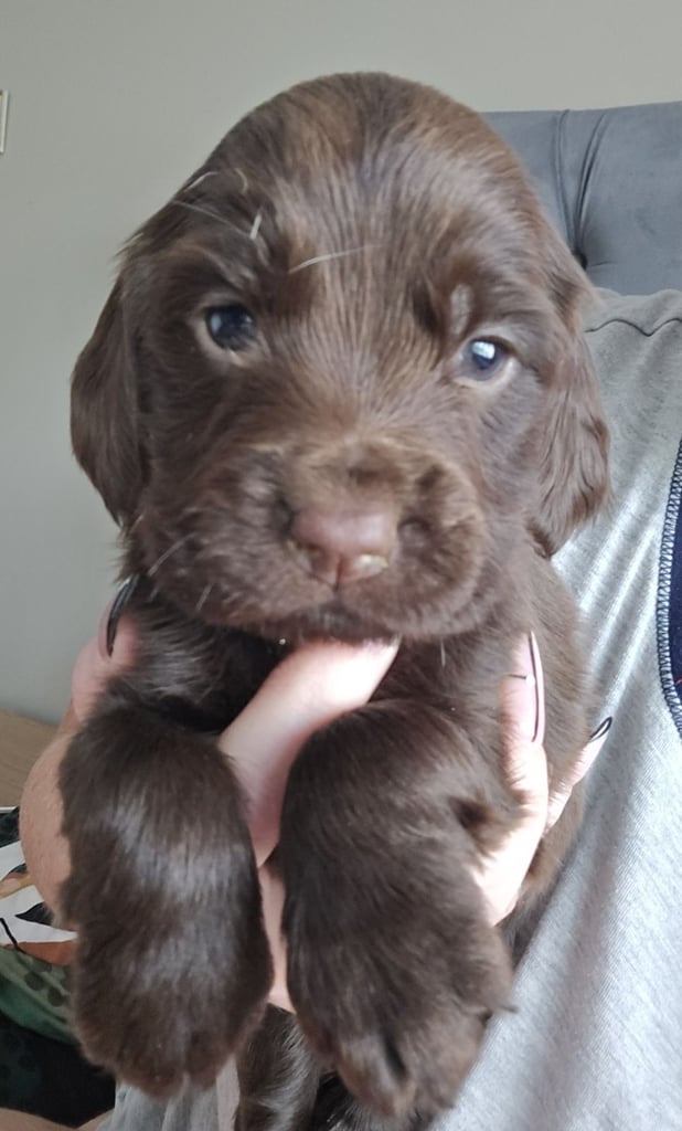 Cocker spaniel puppies