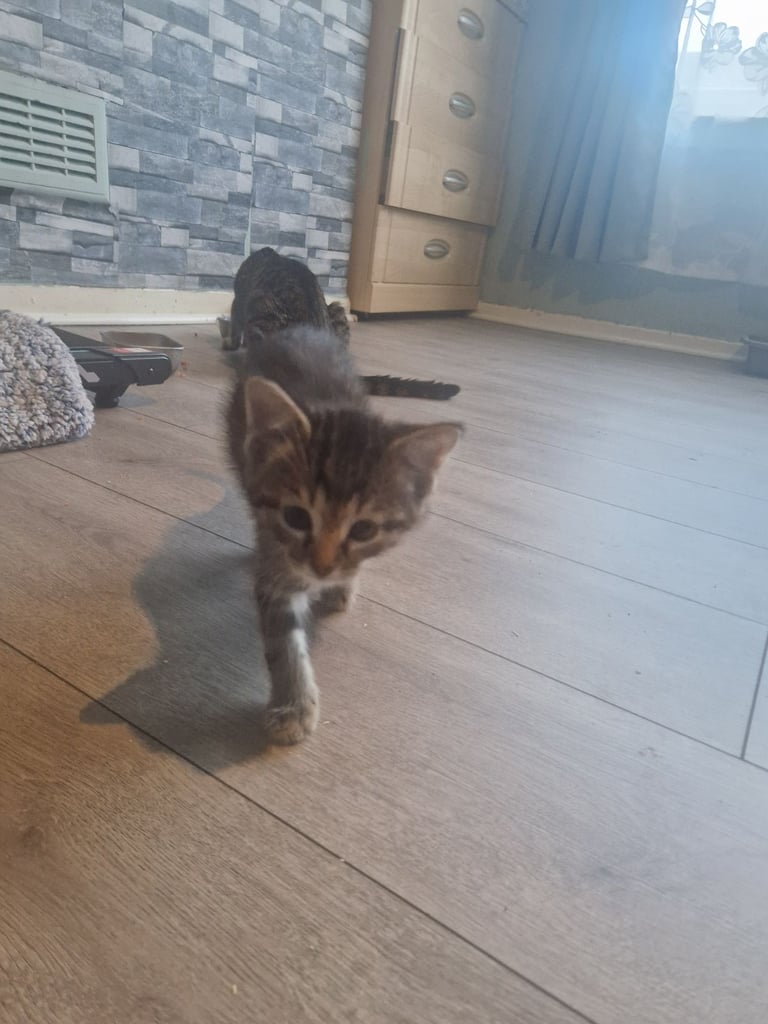 Kittens for sale