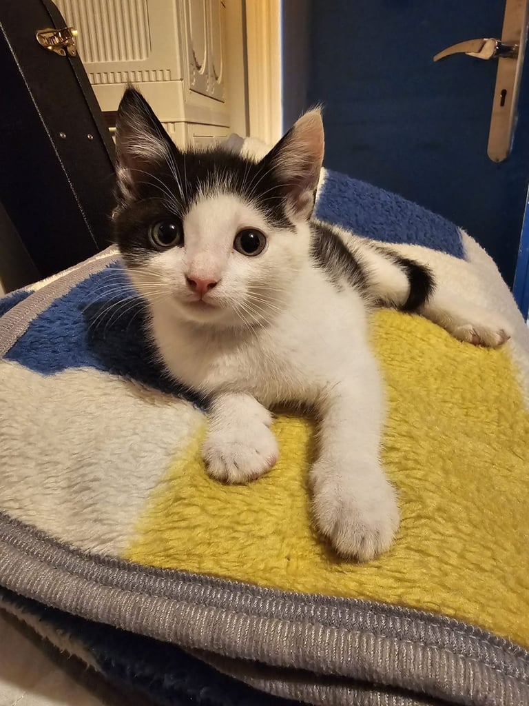 🐾 Adorable Kittens for  Sale🐾