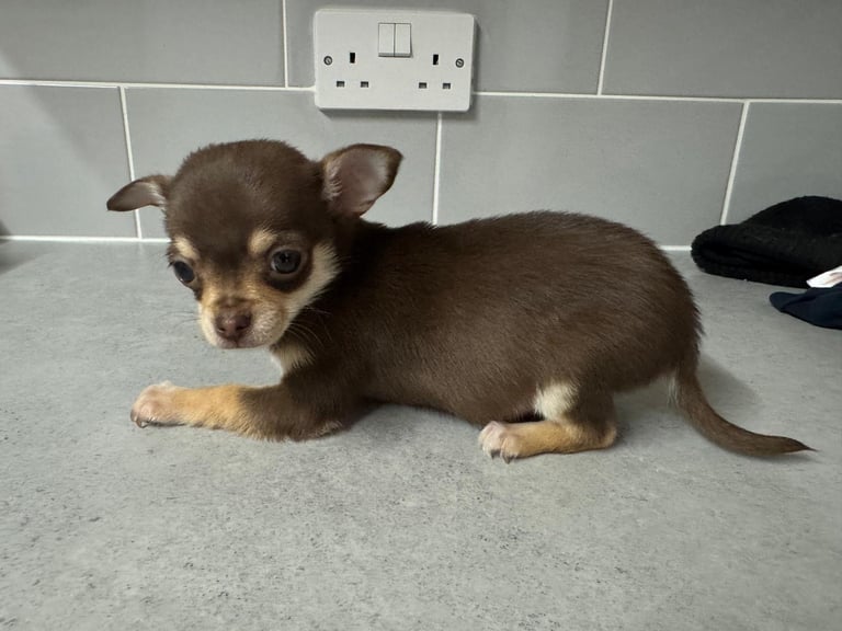  2 tiny female chihuahuas 