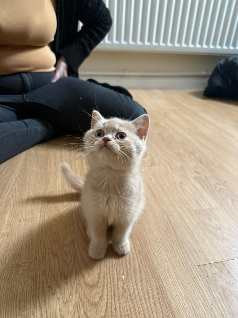 2 beautiful Bsh kittens 