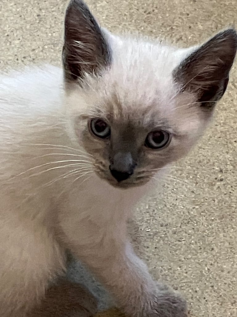 image for Ragdoll cross colour point kittens 