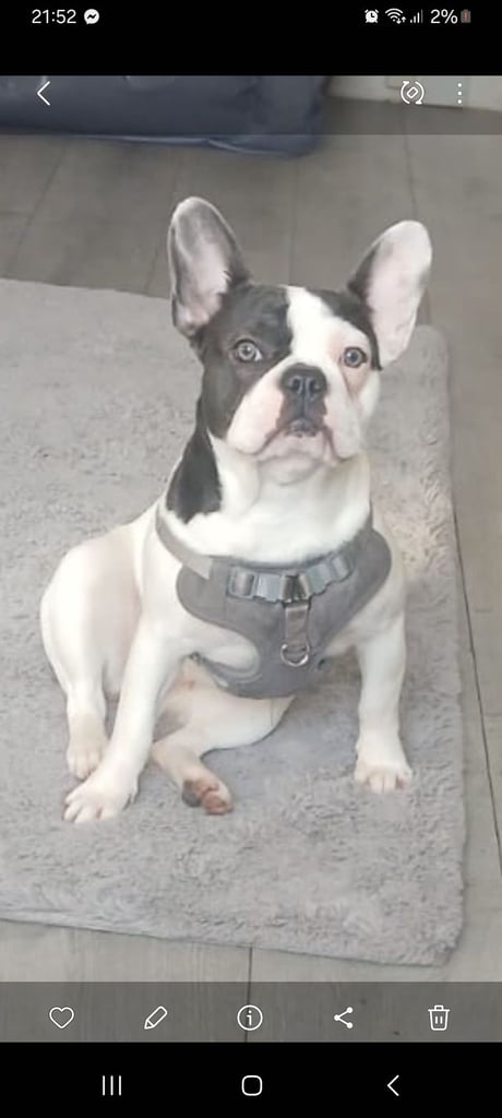 3 boy frenchie / pug 