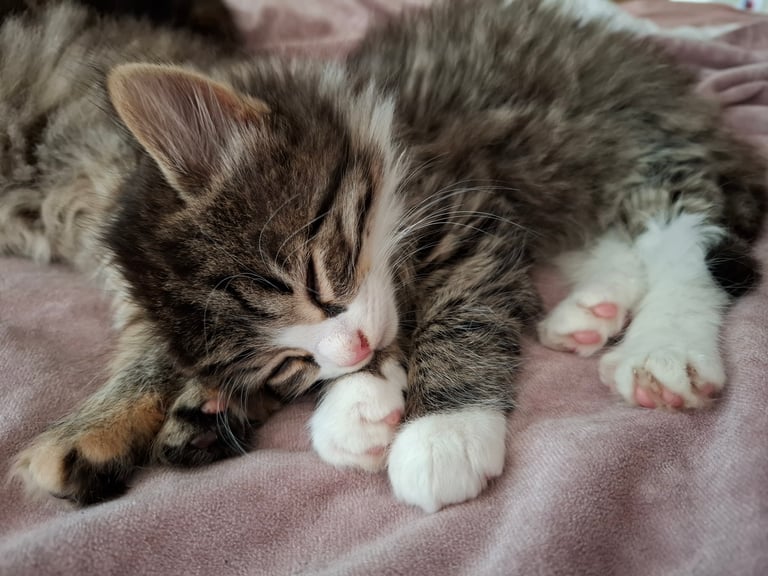 4 very fluffy kittens 8 weeks and Salem 4 months