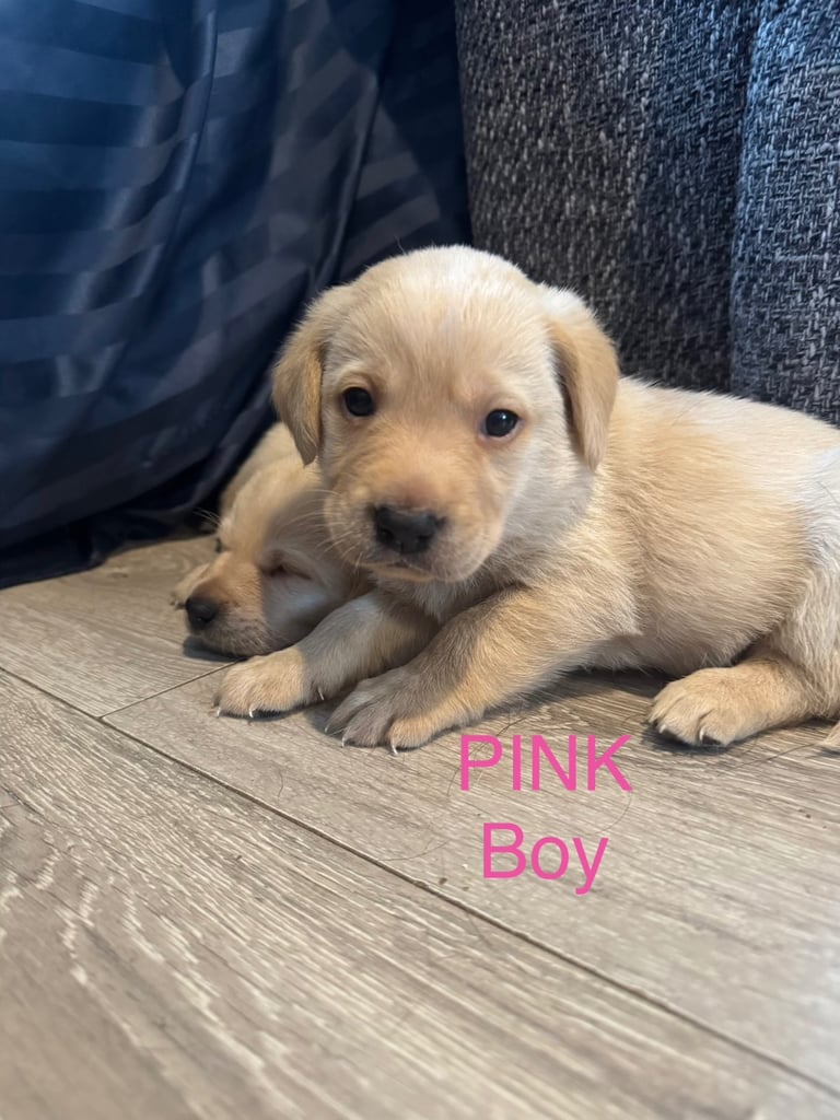 Big Chunky Labrador pups 
