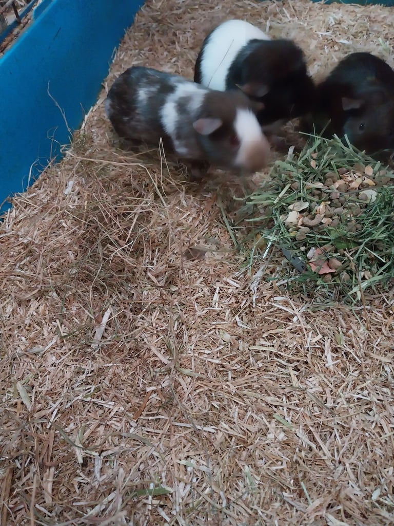 image for Baby guinea pigs ready to go