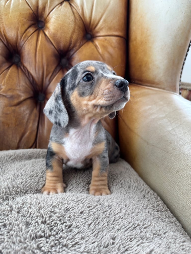 image for Miniature Dachshund Puppies