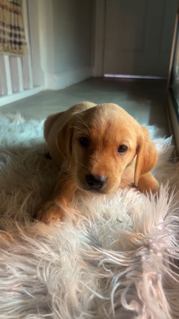 Labrador puppies last girl 