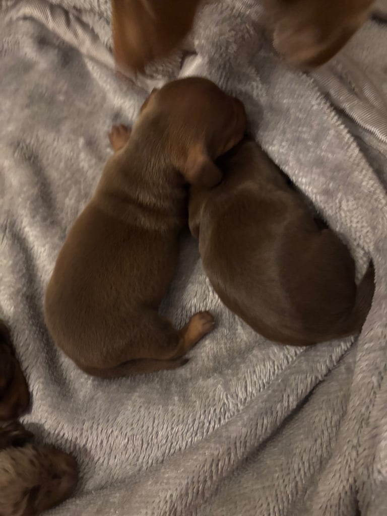 Miniature brown dachshund boy  