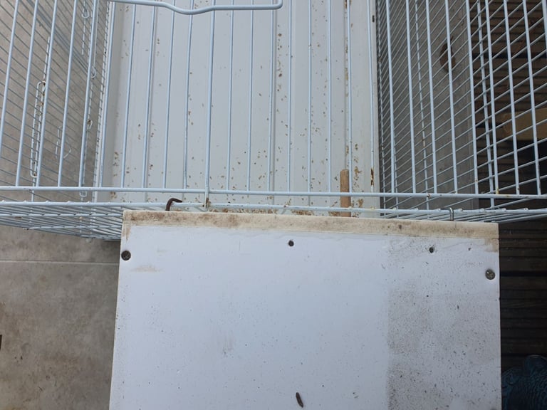 Bird cages 