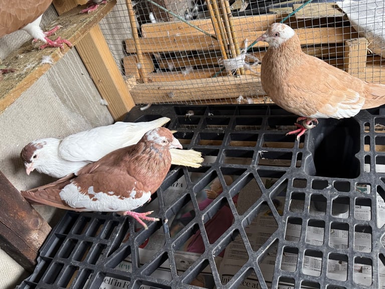 Afghan pigeons 