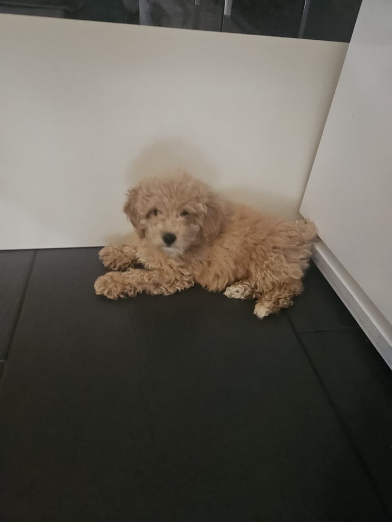 Beautiful teddy bear Maltipoo 