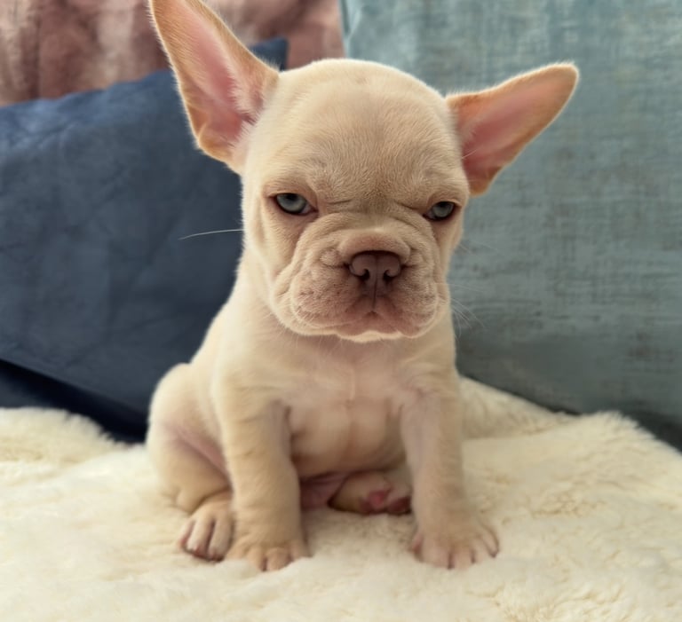 Dog Breed French Bulldog Cross Pomeranian For Sale 2+ Hundred