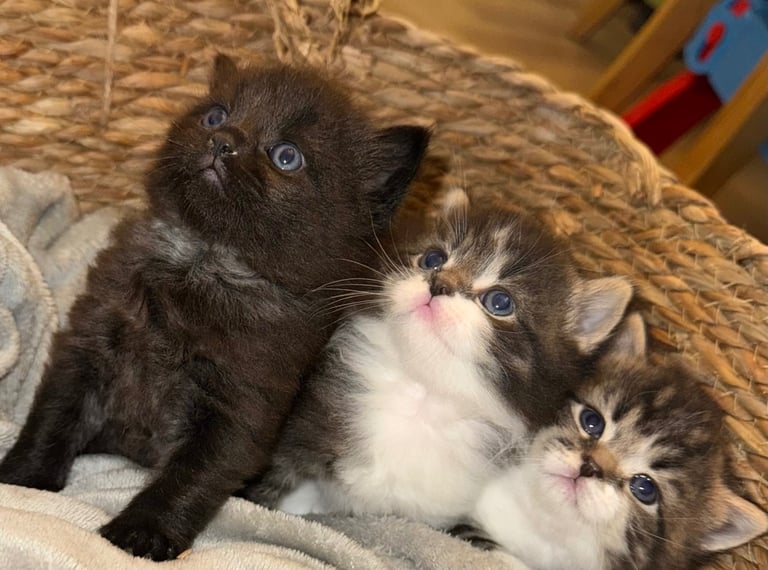 Adorable kittens for sale