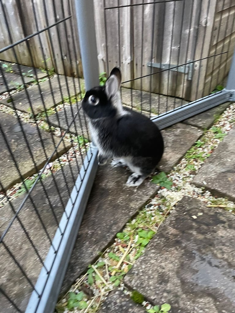Netherland Dwarf Rabbit, including cage 