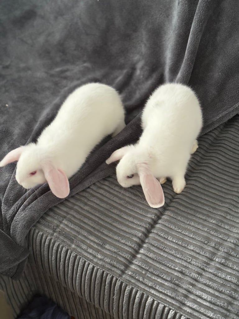 image for Pure mini lops