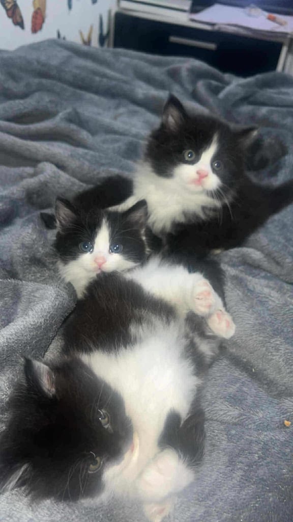 Kittens 