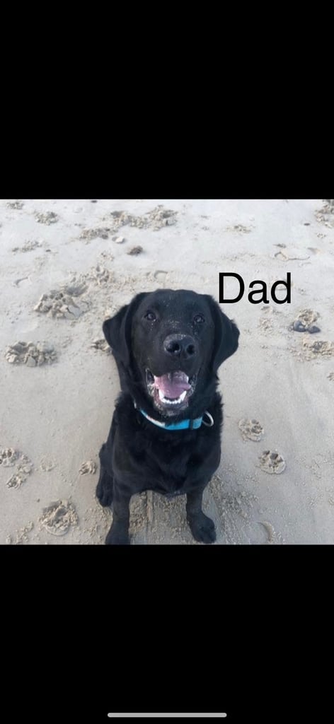 Labrador puppies last girl 