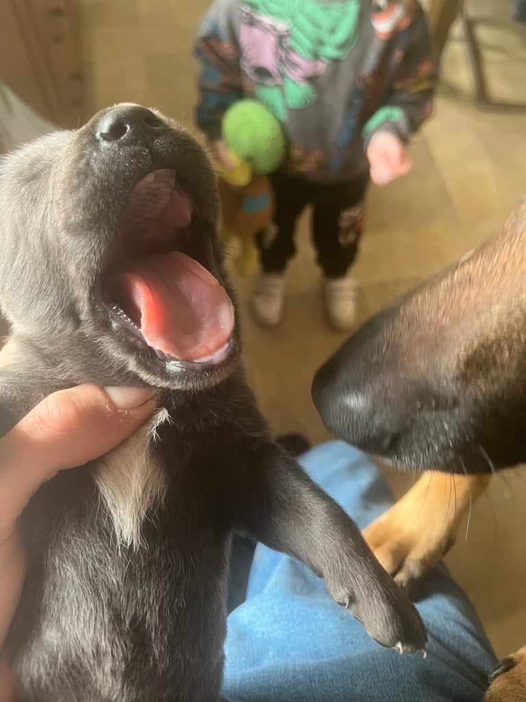 Cane Corso × Belgian Malinois Puppies 3/4 left 