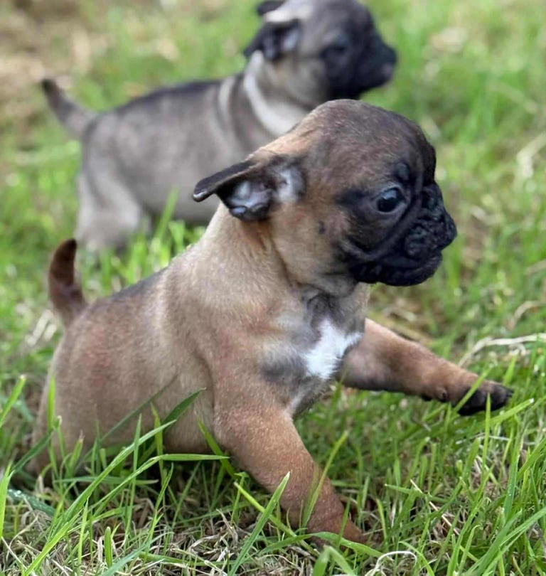 Pug Puppies 