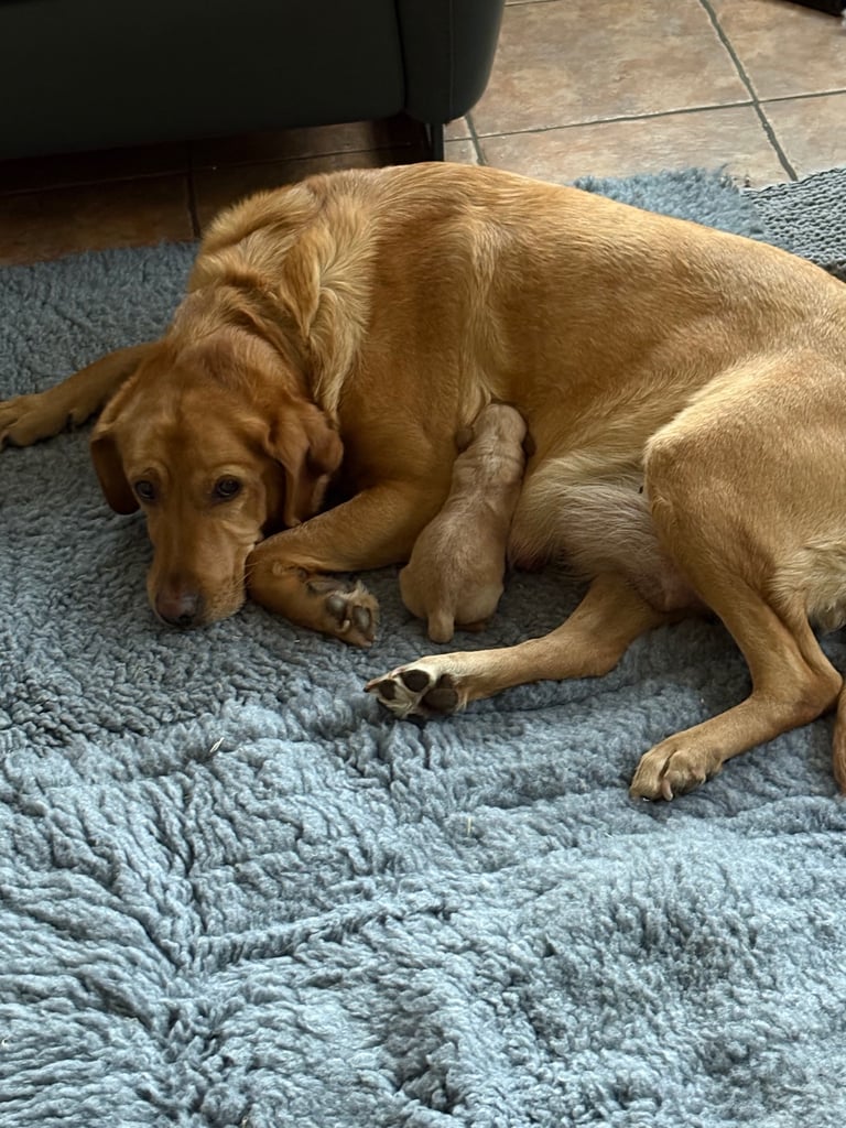 Beautiful Fox Red Puppy