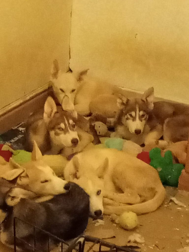 Husky puppy's for sale 