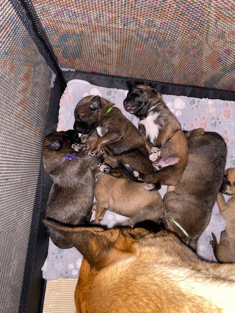Belgium malinois x bull lurcher puppy’s 