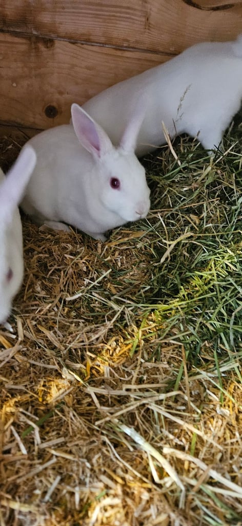image for Mini rex boys