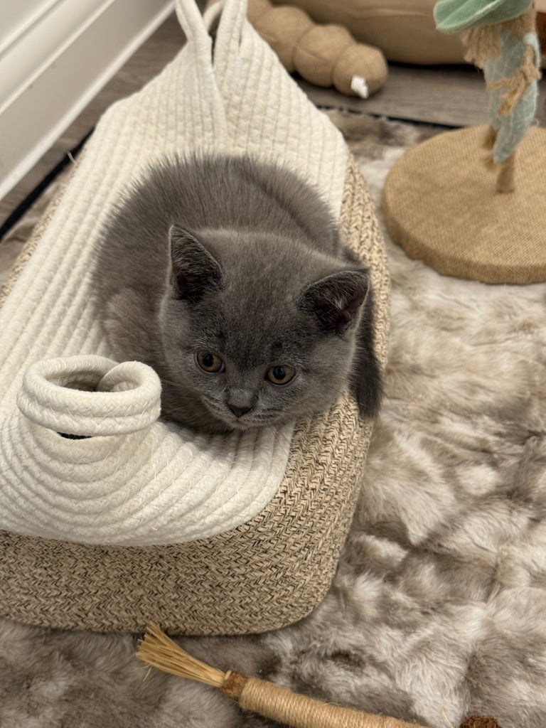 Gorgeous Blue Kittens – British Shorthair x Russian Blue Mix 