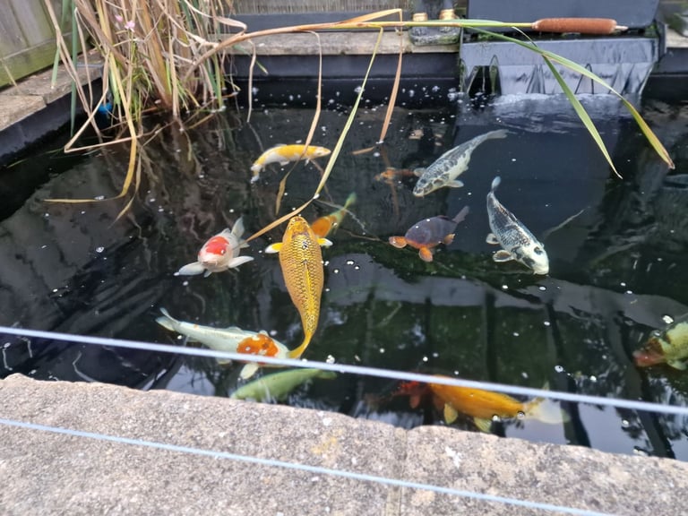Koi